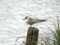 Whiskered Tern - Chlidonias hybridus