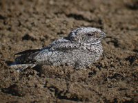 Common Poorwill - Phalaenoptilus nuttallii