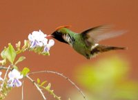 Frilled Coquette - Lophornis magnificus