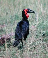 Southern Ground-Hornbill - Bucorvus leadbeateri