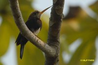 Brown Jacamar - Brachygalba lugubris