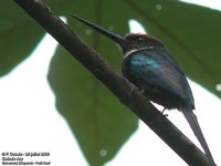 Paradise Jacamar - Galbula dea