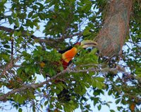 Red-breasted Toucan - Ramphastos dicolorus