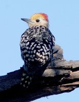 Yellow-crowned Woodpecker - Dendrocopos mahrattensis