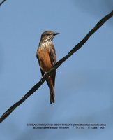 Streak-throated Bush-Tyrant - Myiotheretes striaticollis