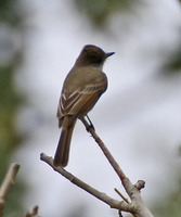 Nutting's Flycatcher - Myiarchus nuttingi