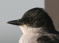 Eastern Kingbird - Tyrannus tyrannus