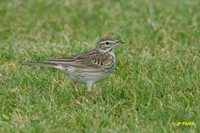 Australasian Pipit - Anthus novaeseelandiae