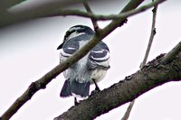 Pied Triller - Lalage nigra