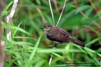 Cream-vented Bulbul - Pycnonotus simplex