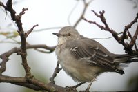 Northern Mockingbird - Mimus polyglottos