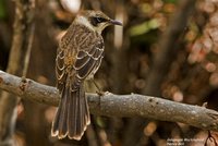 Galapagos Mockingbird - Nesomimus parvulus