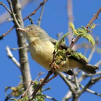 Burnt-neck Eremomela - Eremomela usticollis