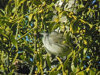 Blackcap - Sylvia atricapilla