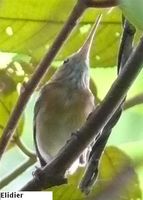 Long-billed Gnatwren - Ramphocaenus melanurus