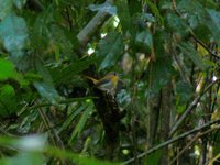 Palawan Flycatcher - Ficedula platenae