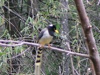 Gold-billed Magpie - Urocissa flavirostris