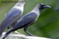 House Crow - Corvus splendens