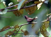 Dusky Munia - Lonchura fuscans