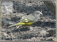 White-winged Grosbeak - Mycerobas carnipes