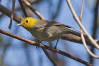 Yellow-headed Warbler - Teretistris fernandinae