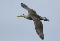 Waved Albatross