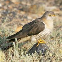 Common Cuckoo