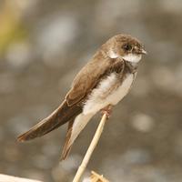 Sand Martin