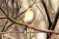 American Goldfinch molting male in Nashville (4-2-05).jpg