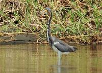 Tricolored Heron  