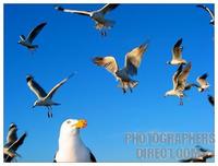 Pacific gull with seagulls behind stock photo
