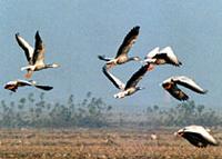 Bar headed geese