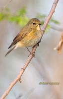 Red-flanked bluetail C20D 02689.jpg