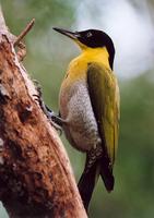 Black-headed Woodpecker