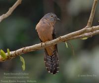 Rusty-breasted Cuckoo