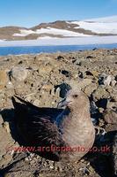 FT0167-00: South Polar Skua, Catharacta mccormicki, on its nest. Antarctica