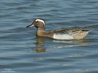 Garganey (male)