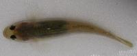 ビリンゴ Gymnogobius breunigii