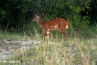 Bohor Reedbuck (Redunca redunca) doe