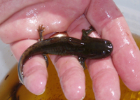 : Ambystoma californiense; California Tiger Salamander