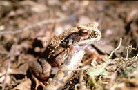 : Bufo melanochlorus