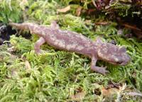 : Euproctus montanus; Corsican Brook Salamander