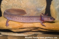 : Gyrinophilus porphyriticus; Spring Salamander