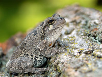 : Hyla versicolor; Gray Treefrog