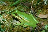 : Litoria aurea; Green And Golden Bell Frog