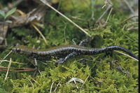 : Plethodon petraeus; Pigeon Mountain Salamander