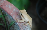 : Polypedates maculatus; Chunam Tree Frog