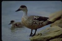 : Anas specularioides; Patagonia Crested Duck