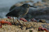 : Butorides sundevalli; Lava heron