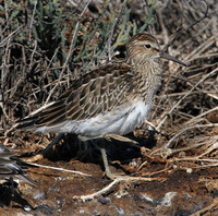 : Calidris melanotos; Pectoral Sandpiper